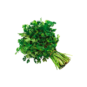 Cilantro