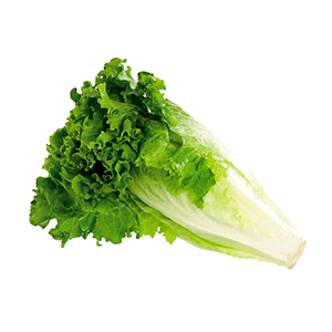 Lechuga italiana