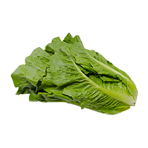 Lechuga orejona