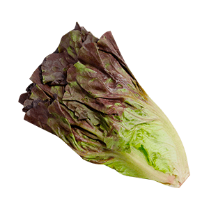 Lechuga sangría